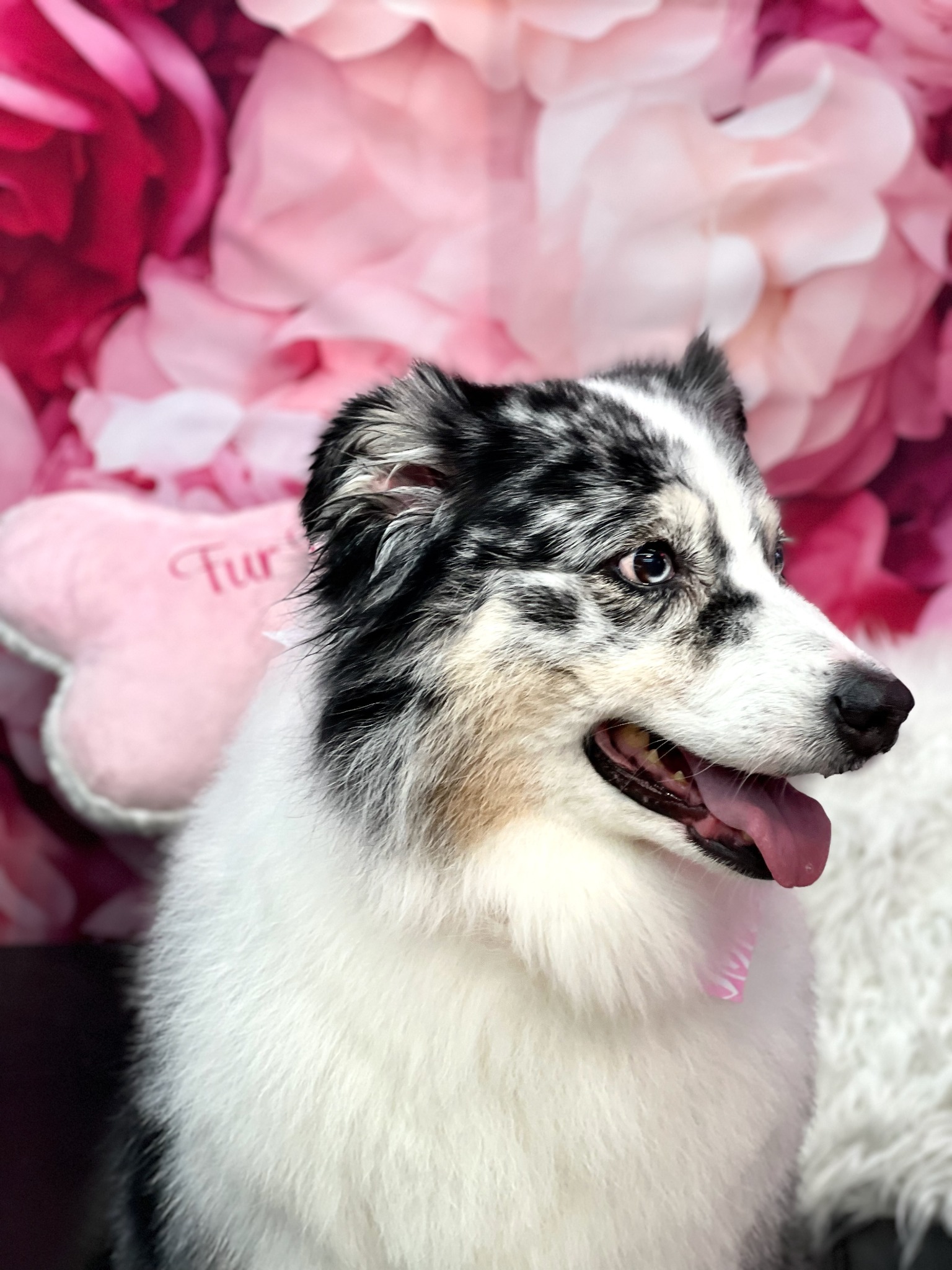 Diva Doggies Facebook ad