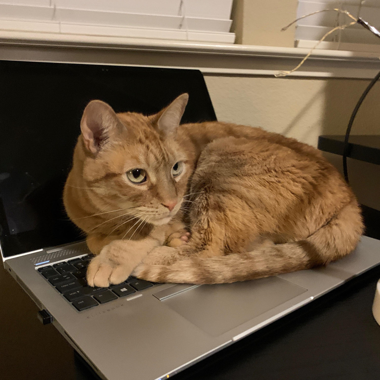 Feline Wellness Today Facebook ad: Veterinarian Speaks The Truth.