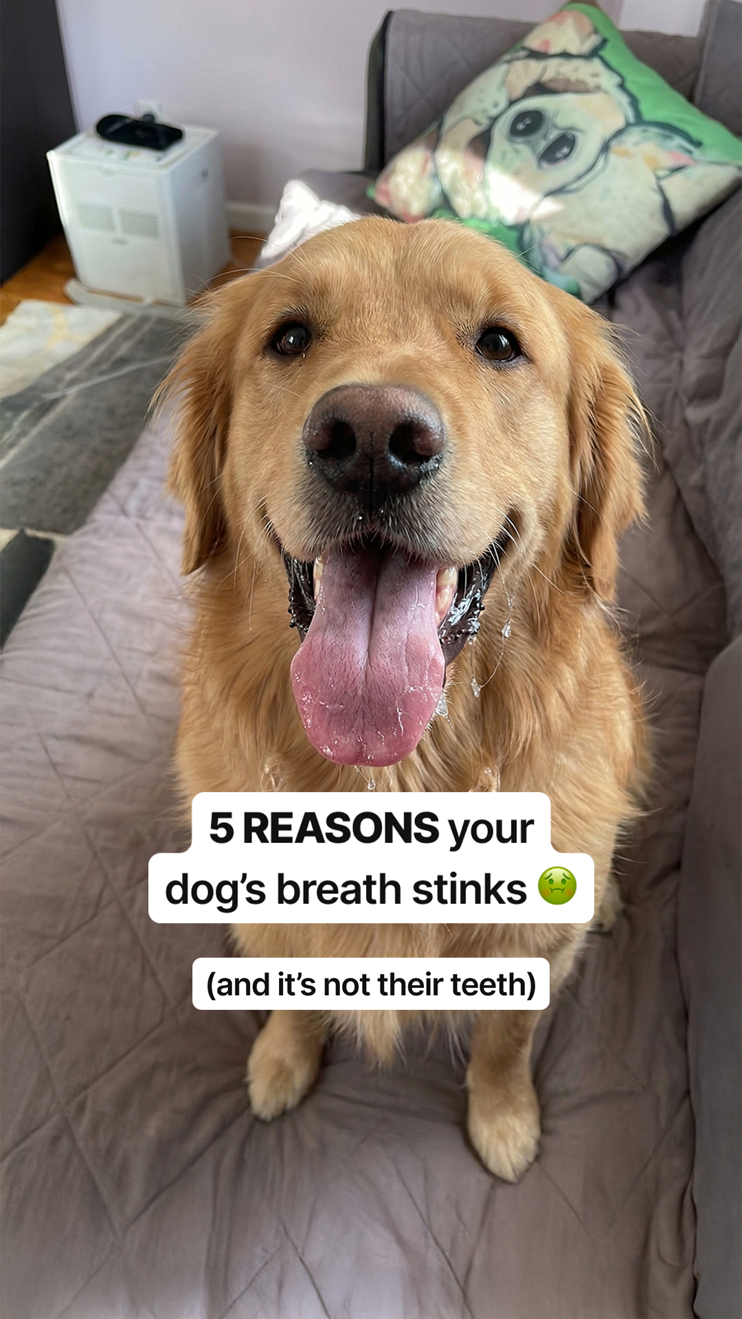 Native Pet Facebook ad