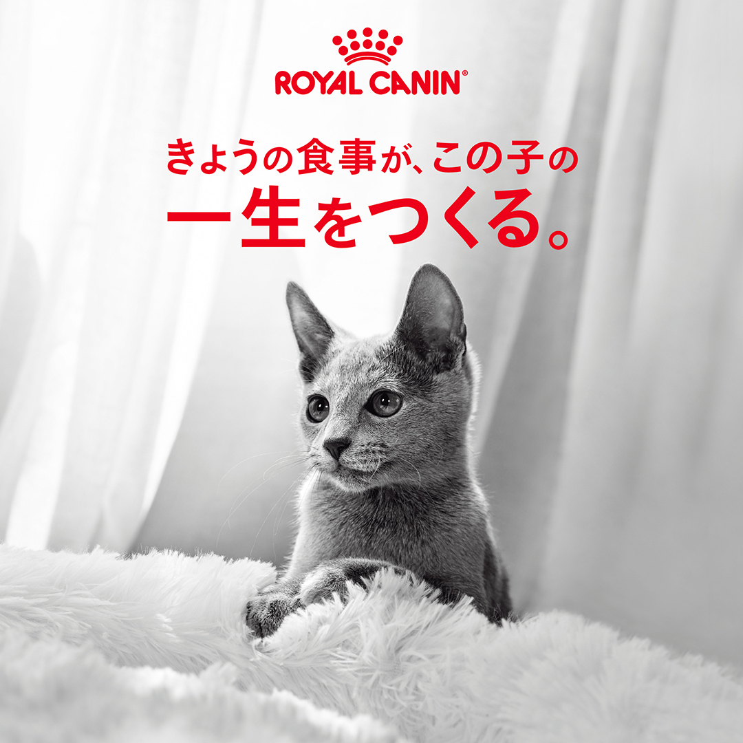 Royal Canin Japon Facebook ad: 初めてのフード選びも、公式オンラインストアなら安心…