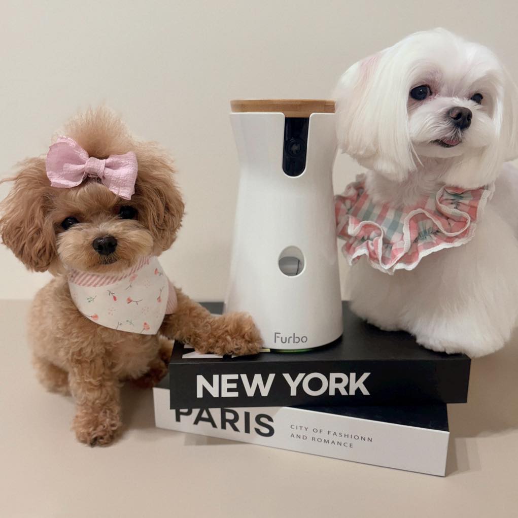 瑪爾米粒&貴賓米菈 Facebook ad: Furbo推出全新購買模式 訂閱超狂AI寵物保姆,就可以用至少3折入手Furbo狗狗攝影機…