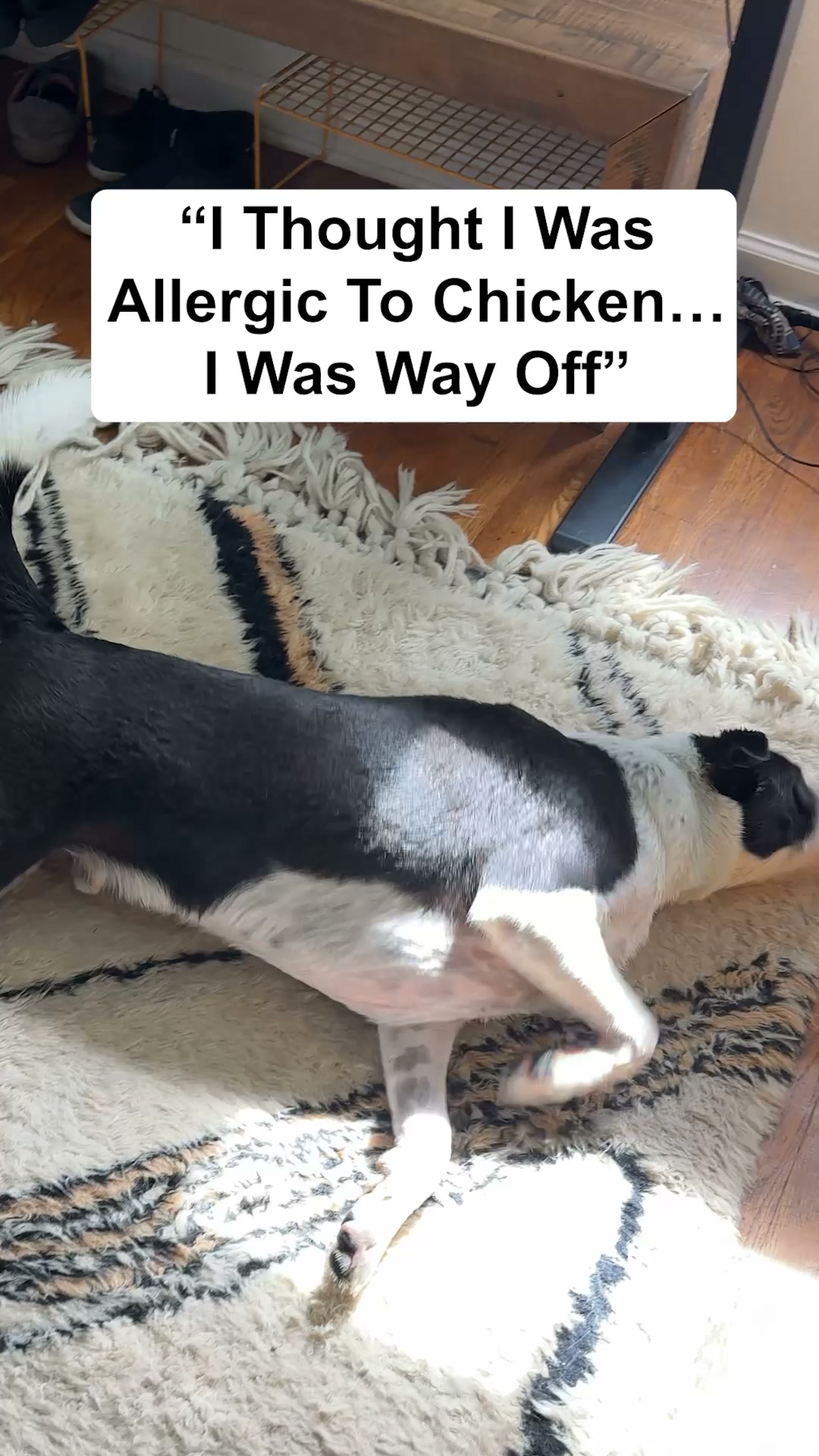 The Downtown Aly Facebook ad: Could Dust Mites Be Making Your Dog Itch?