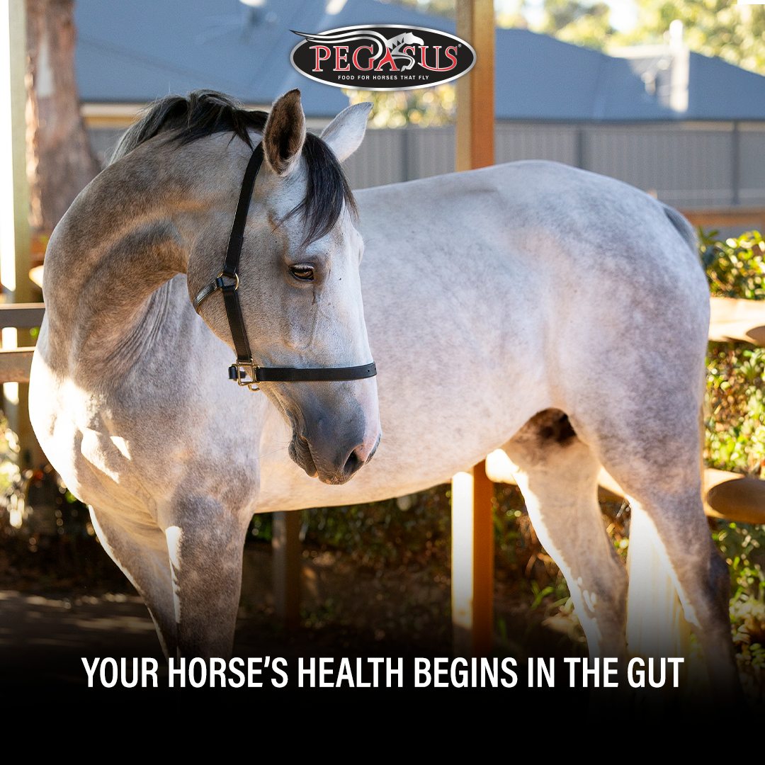 Pegasus Feeds Facebook ad