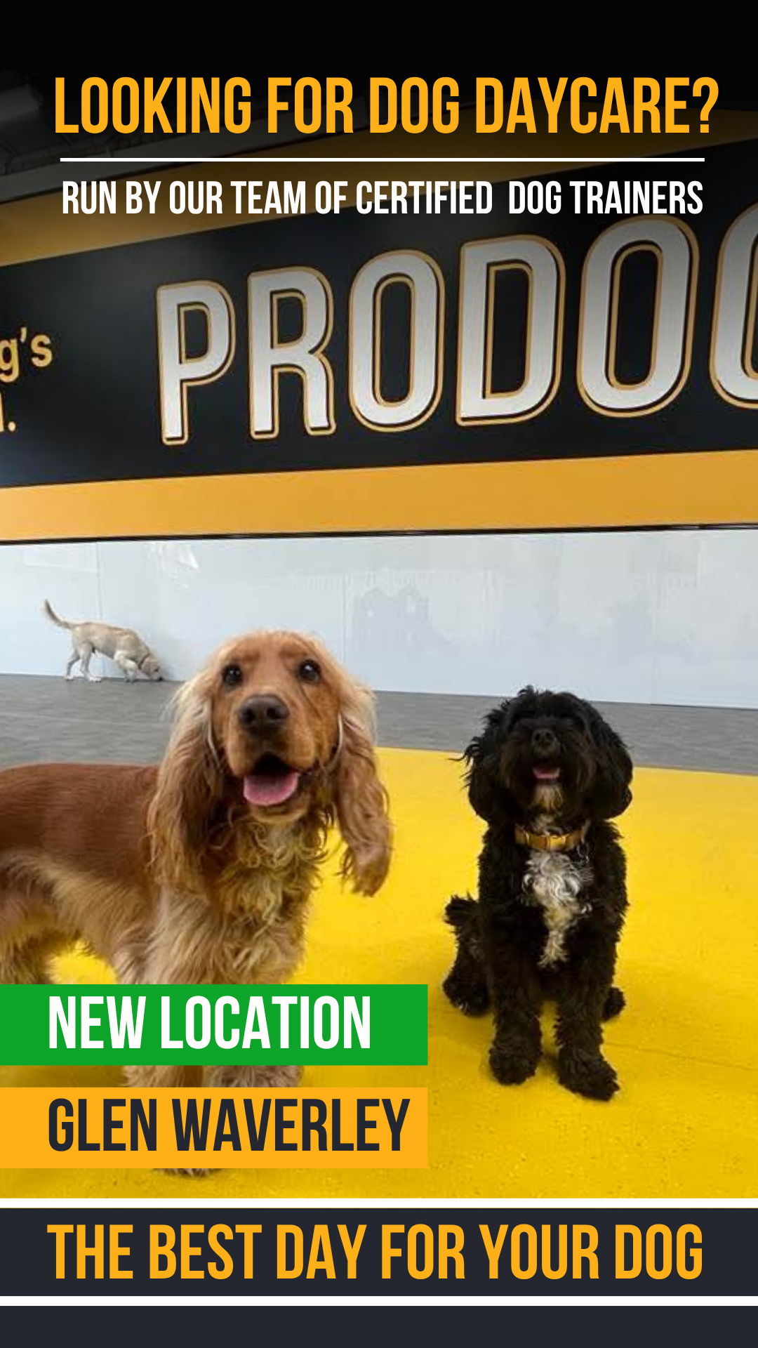Pro Dog Training Facebook ad