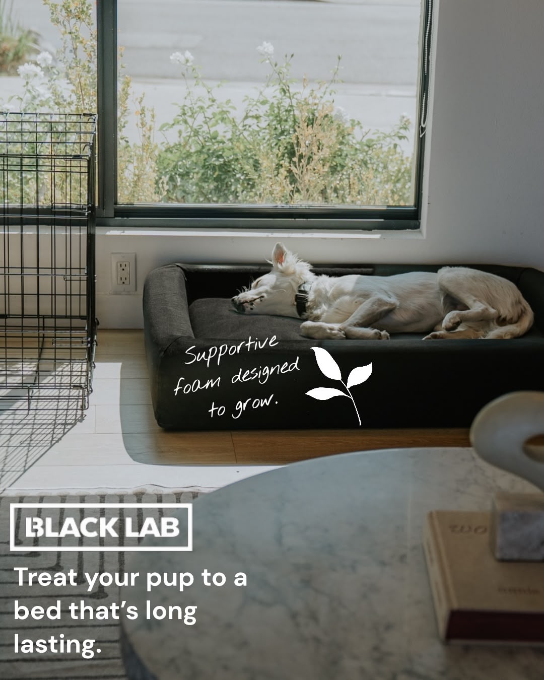 Black Lab Brands Facebook ad
