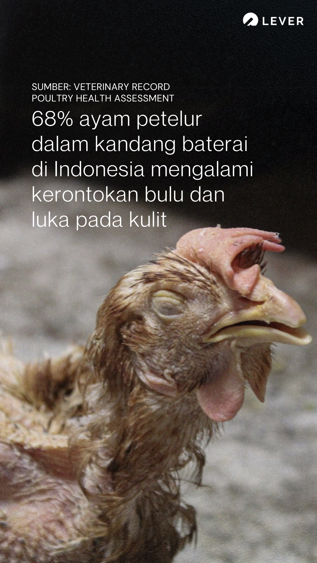 Lever Foundation Indonesia Facebook ad
