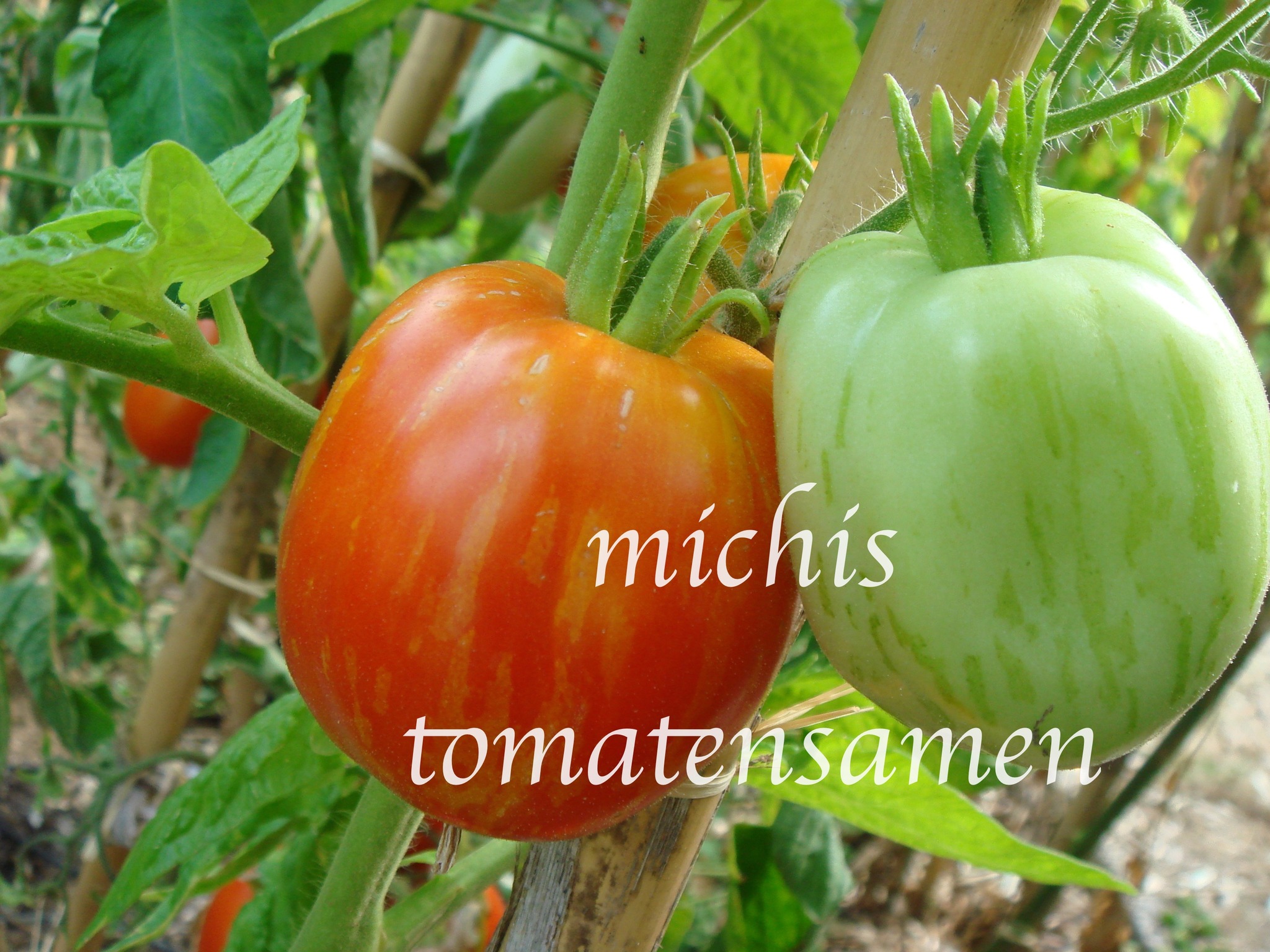 Michis Gemüsesamen Facebook ad: Tomaten- und Gemüsesamen.
