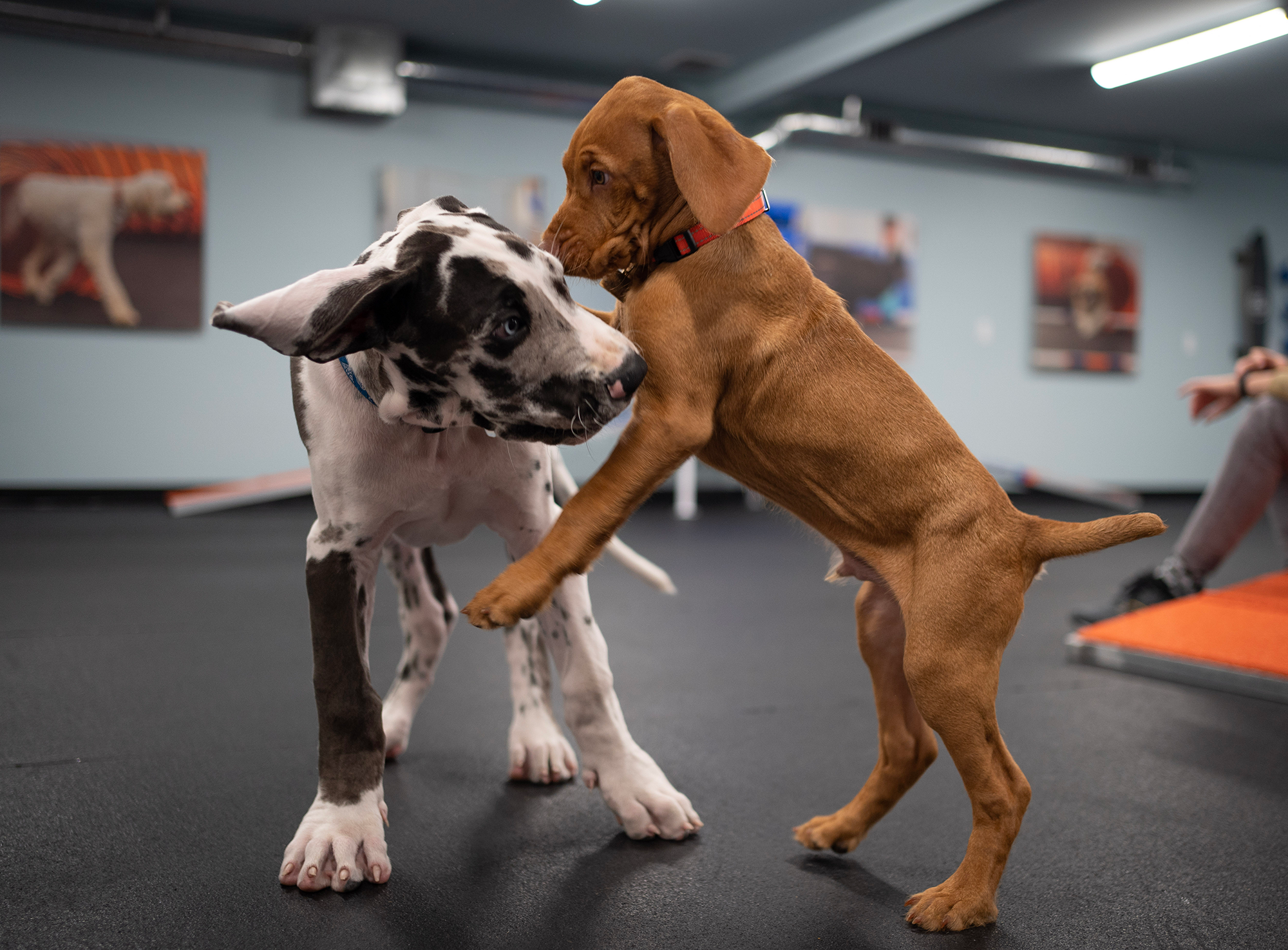 Zoom Room Dog Training Facebook ad from Jun 11, 2026