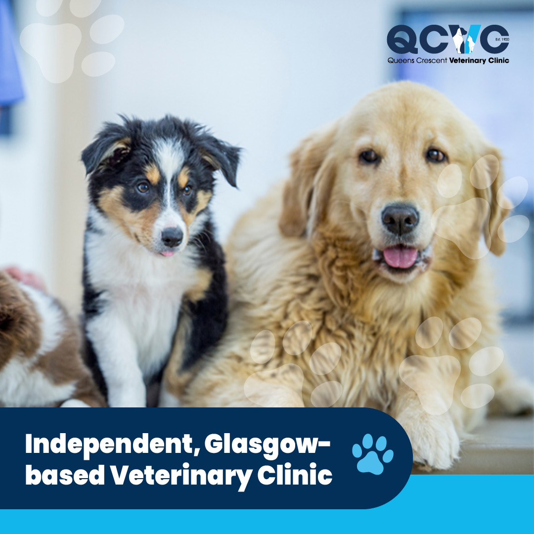Queens Crescent Veterinary Clinic Facebook ad