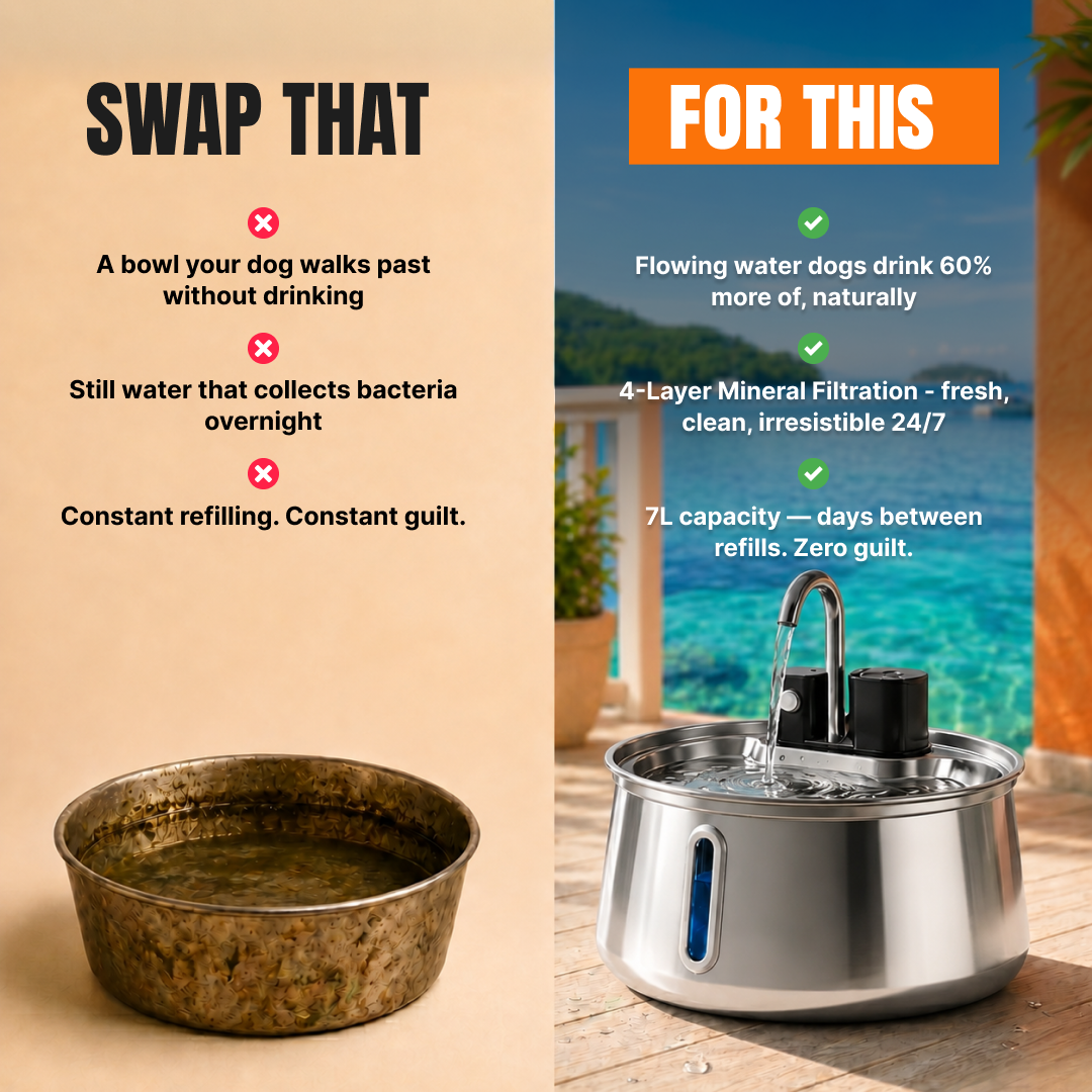 Best Dog Products 2026 Facebook ad