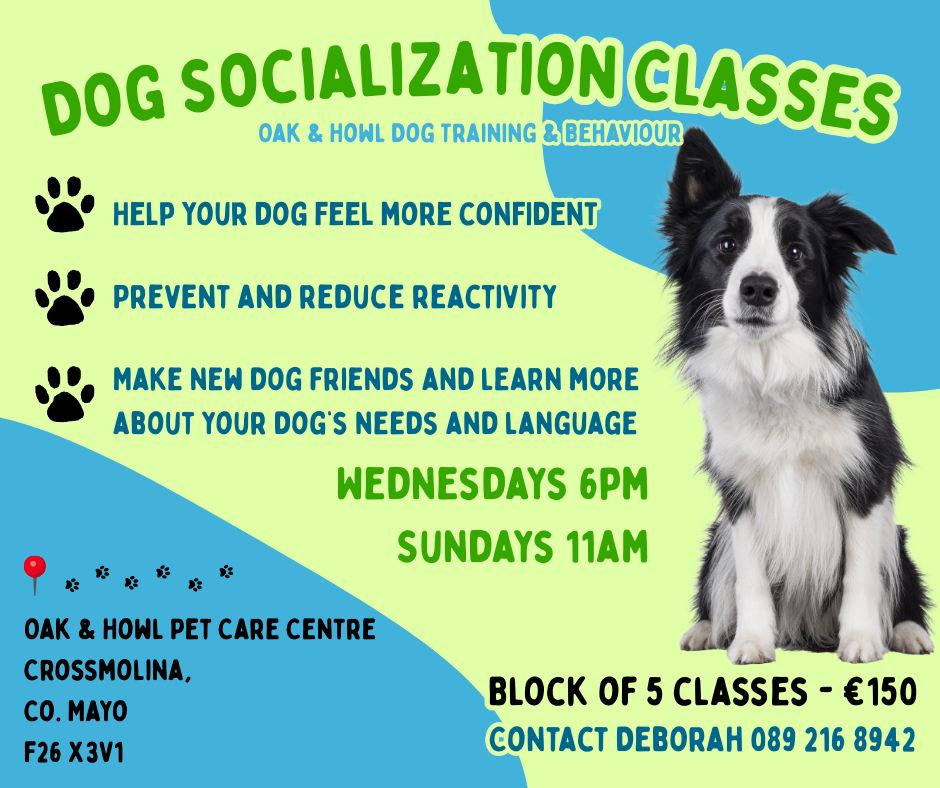 Oak & Howl Dog Behaviour and Training Facebook ad: ๐๐ผ๐ด ๐ฆ๐ผ๐ฐ๐ถ๐ฎ๐น๐ถ๐๐ฎ๐๐ถ๐ผ๐ป ๐๐น๐ฎ๐๐๐ฒ๐