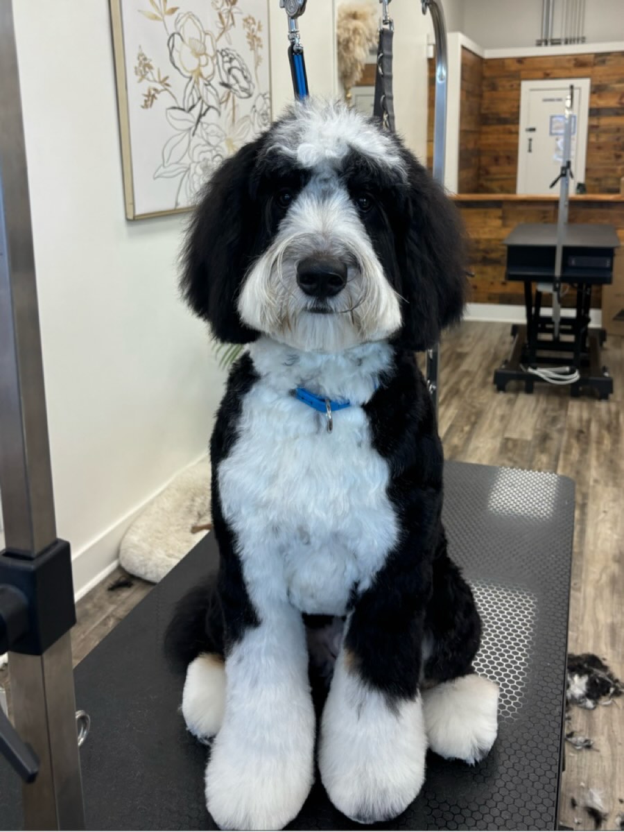 The Dog Salon Facebook ad