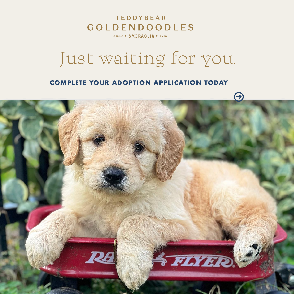 Smeraglia's Teddy Bear Goldendoodles & Schnoodles Facebook ad
