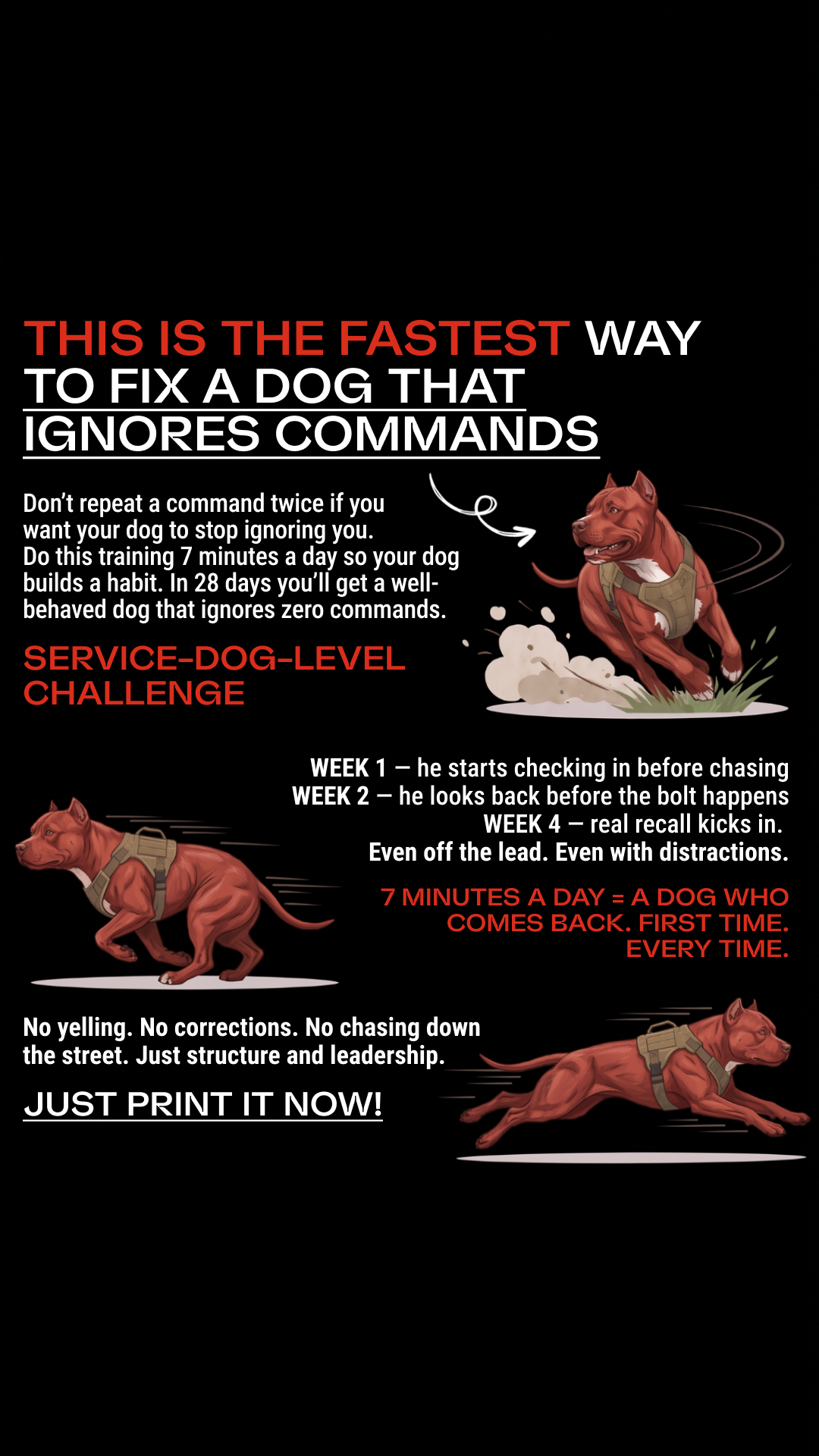Dog Training Program Facebook ad: Take the lead. Start now
