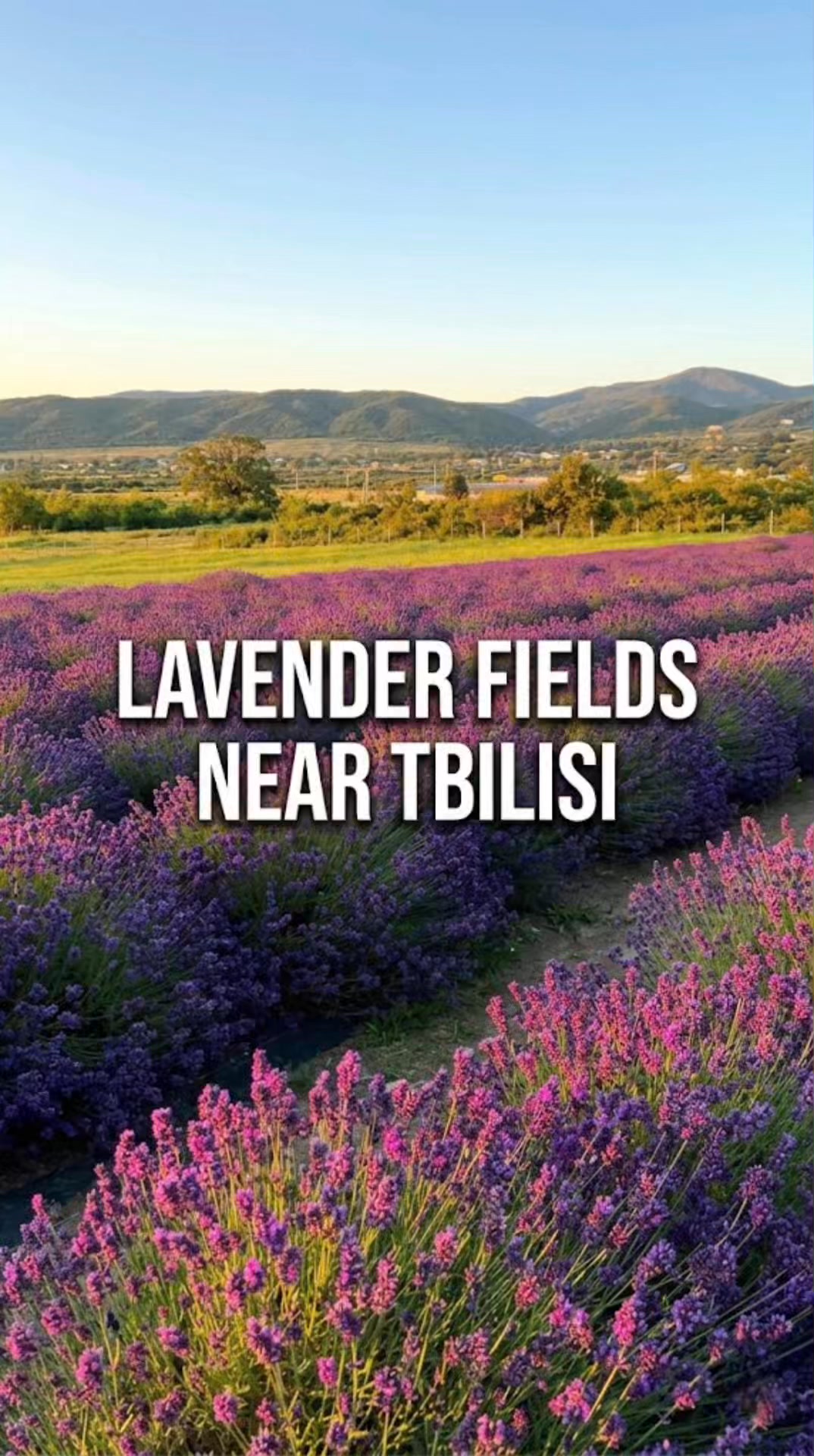 Tbiligram Facebook ad: Toto’s Lavenders Lavender Fields Open for the New…