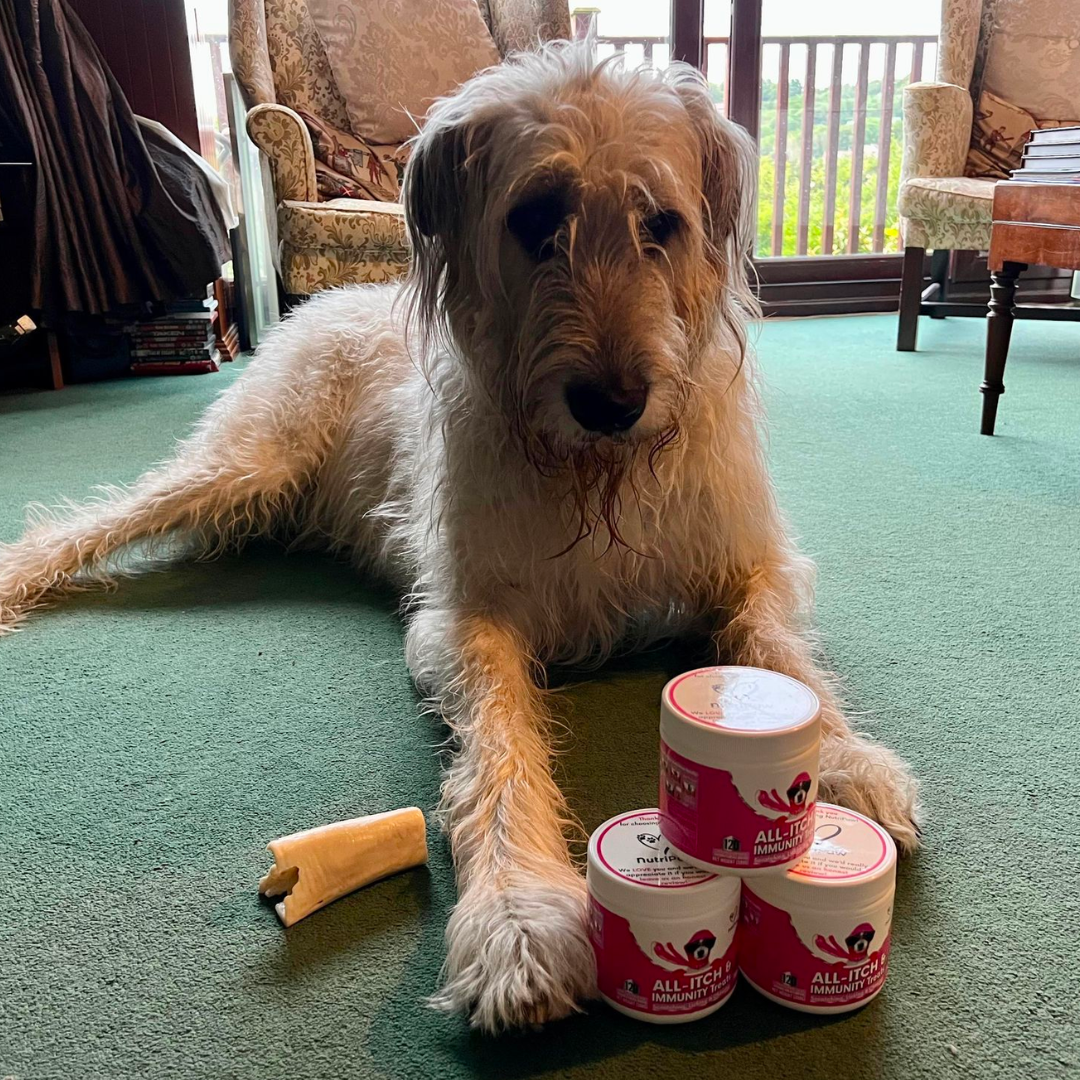 Healthy Dog 24/7 Facebook ad