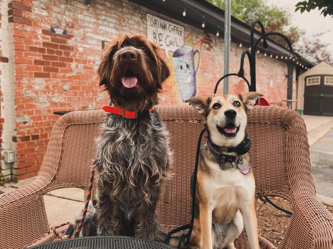 Charlotte Dog Wizard Facebook ad