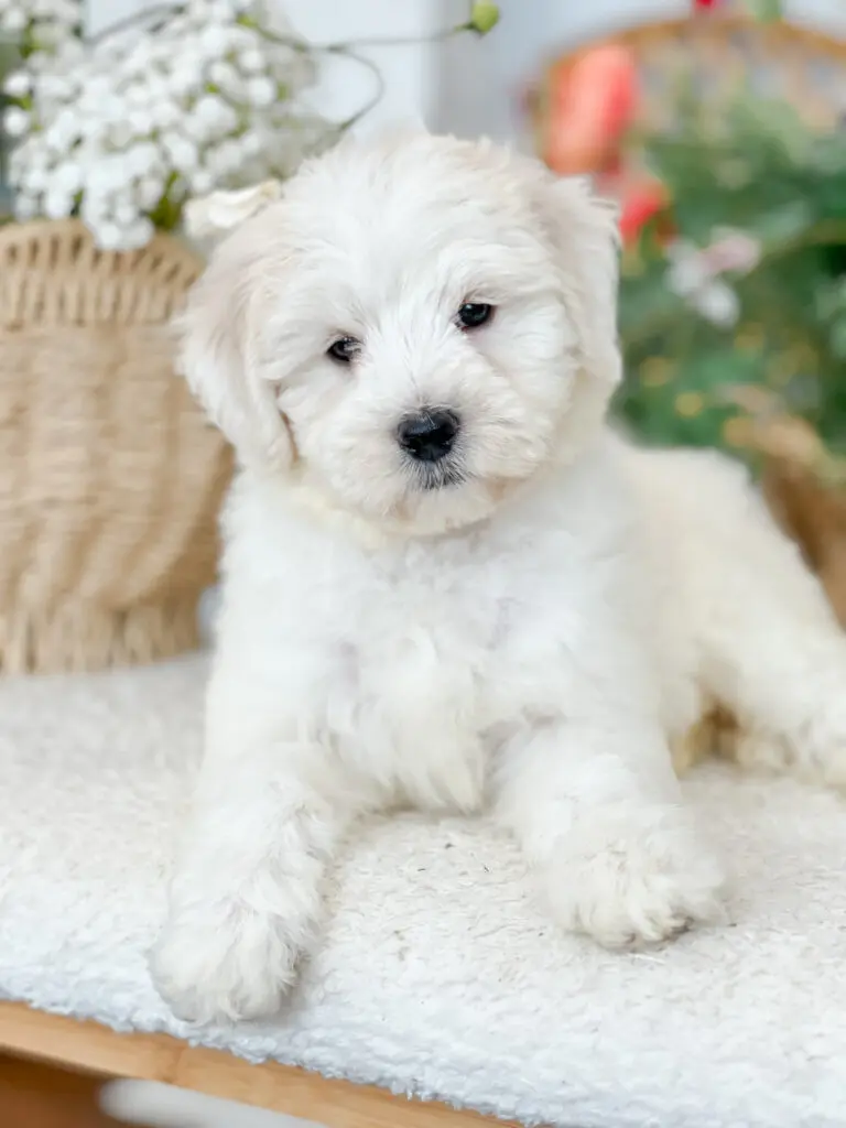 Smeraglia's Teddy Bear Goldendoodles & Schnoodles Facebook ad