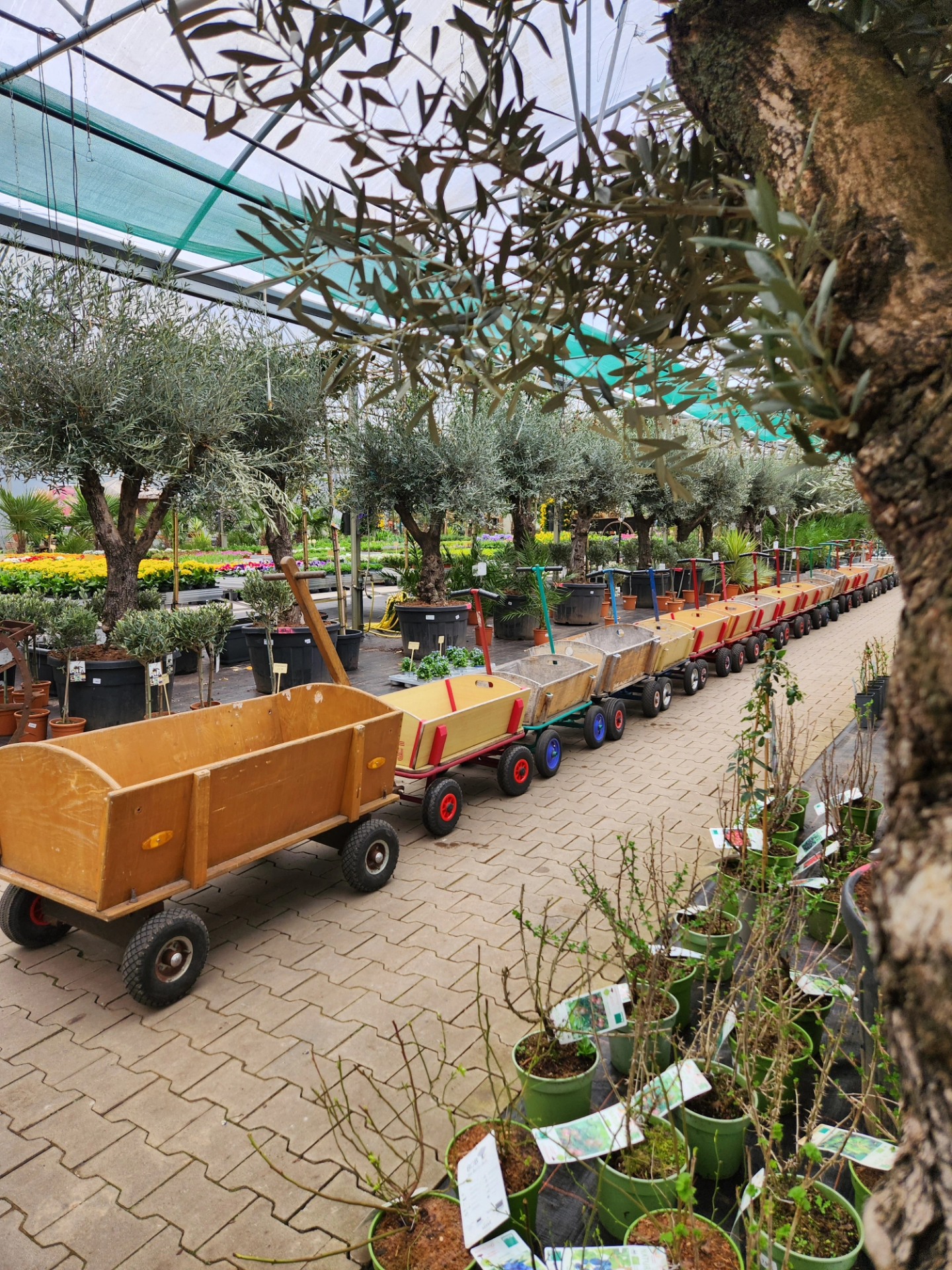 R.Wardenburg Gartenbau Facebook ad: EINKAUFEN DIREKT BEIM GÄRTNER!