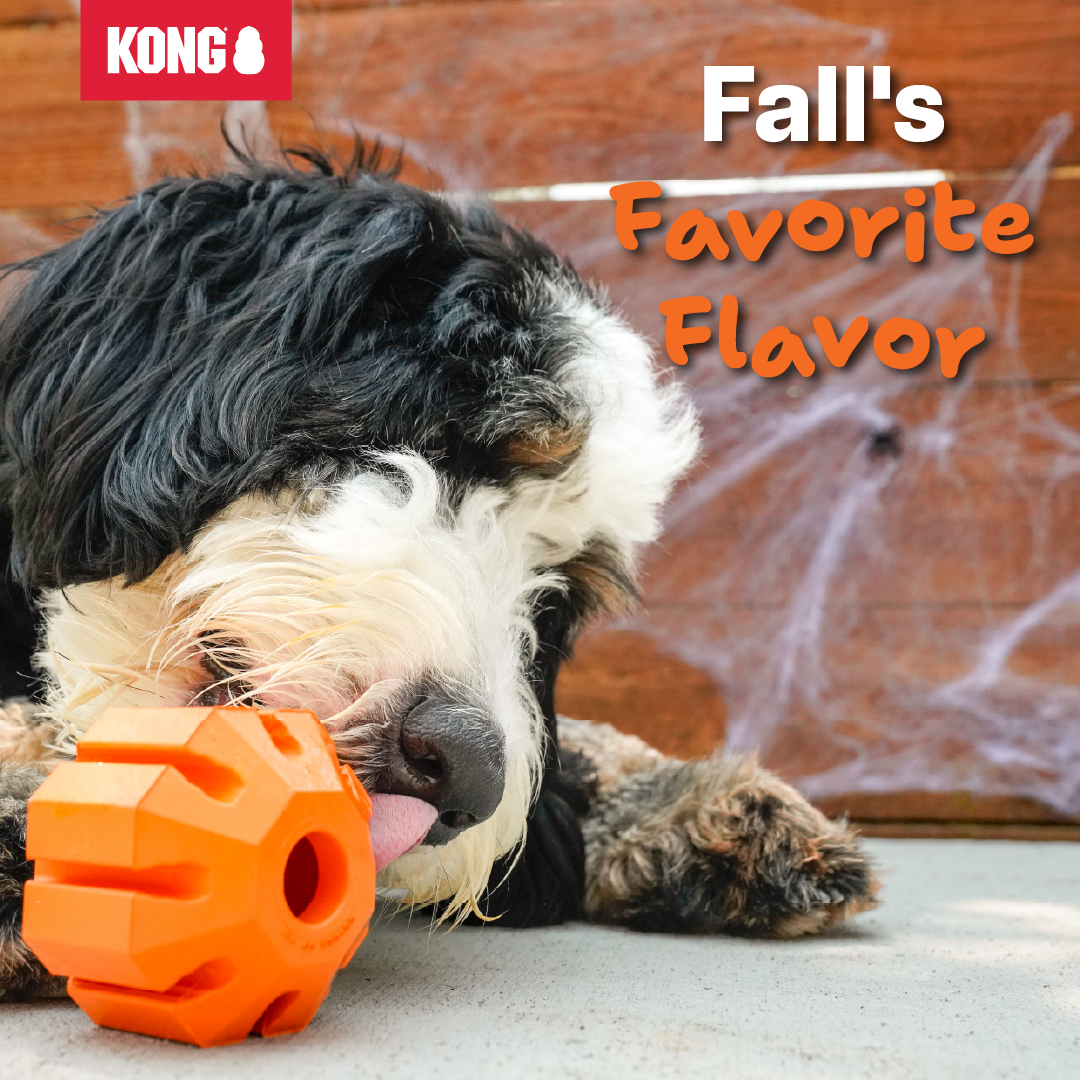 KONG Facebook ad: Pumpkin Playtime That Lasts