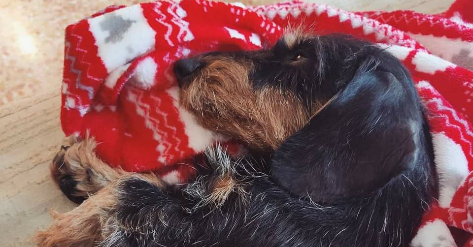 PrimaVera - Pensione per animali Facebook ad: PrimaVera è gestita da Veronica Bagnarol, educatrice…