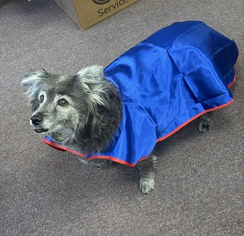 Cape Heating - AC - Electric Facebook ad: Gracie the wonder dog is here to show…