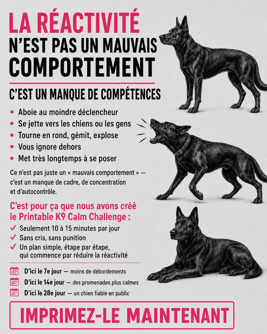 Reactive Dogs Club Facebook ad