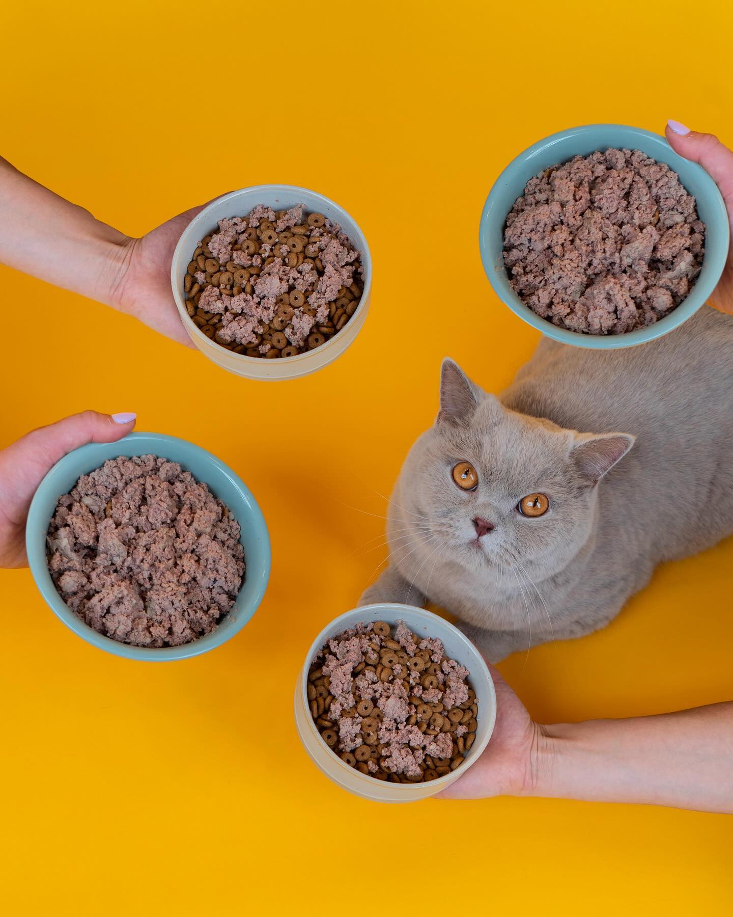 Cat Chef Facebook ad