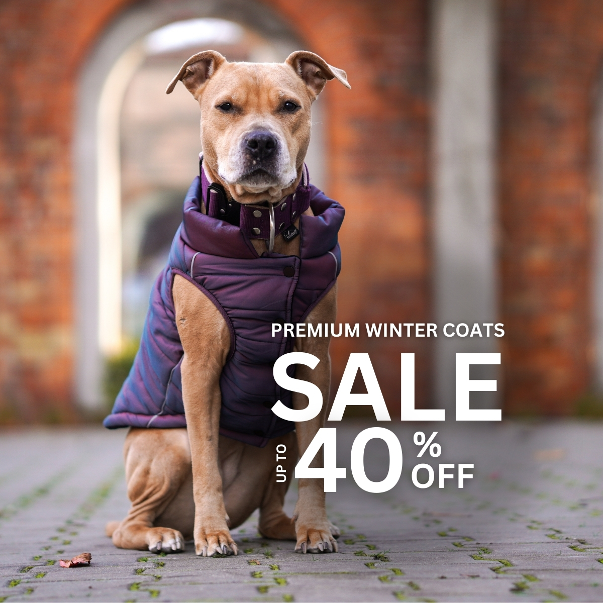 Spark Paws Facebook ad