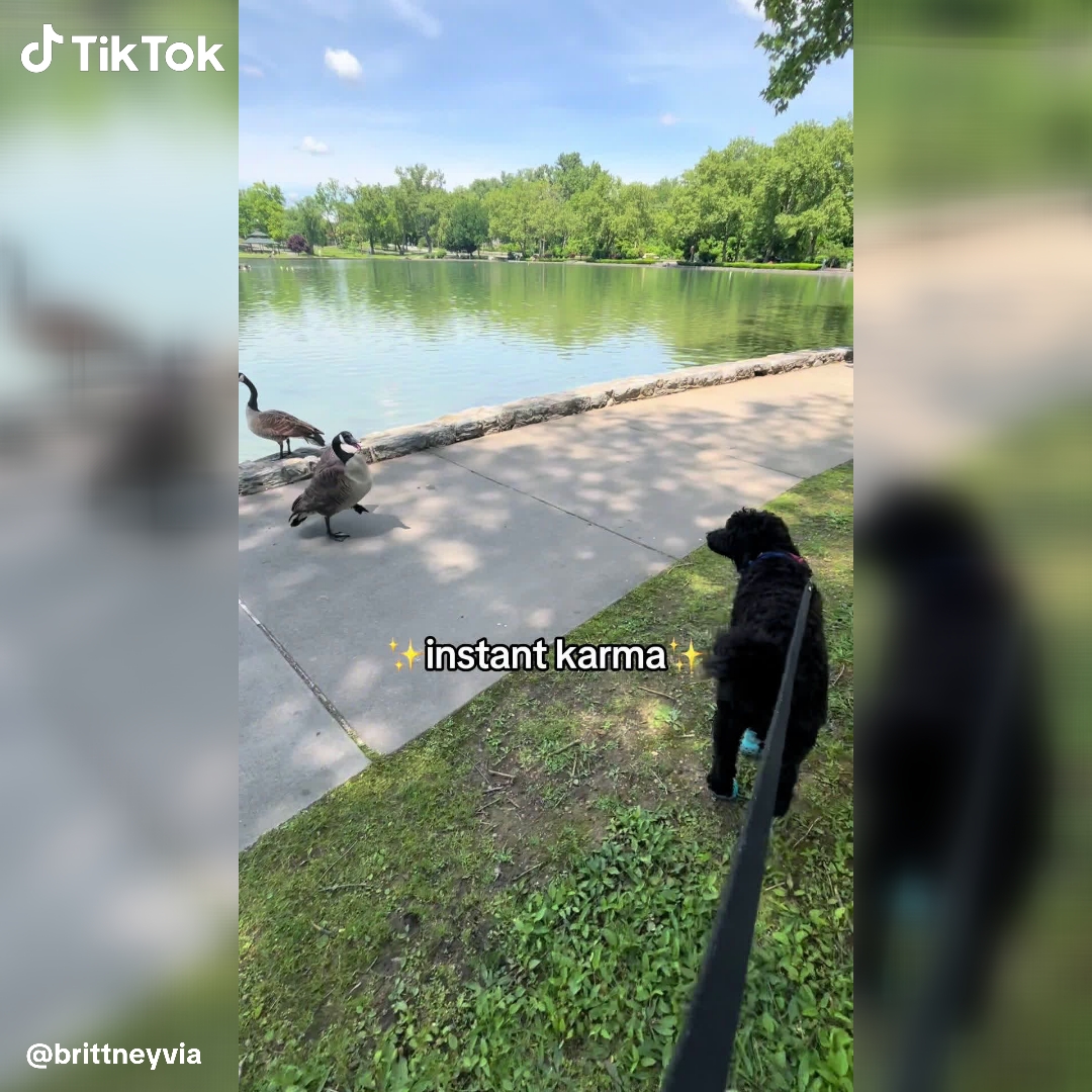 TikTok - US Facebook ad