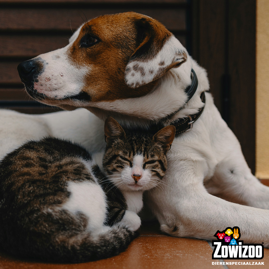 Zowizoo Facebook ad