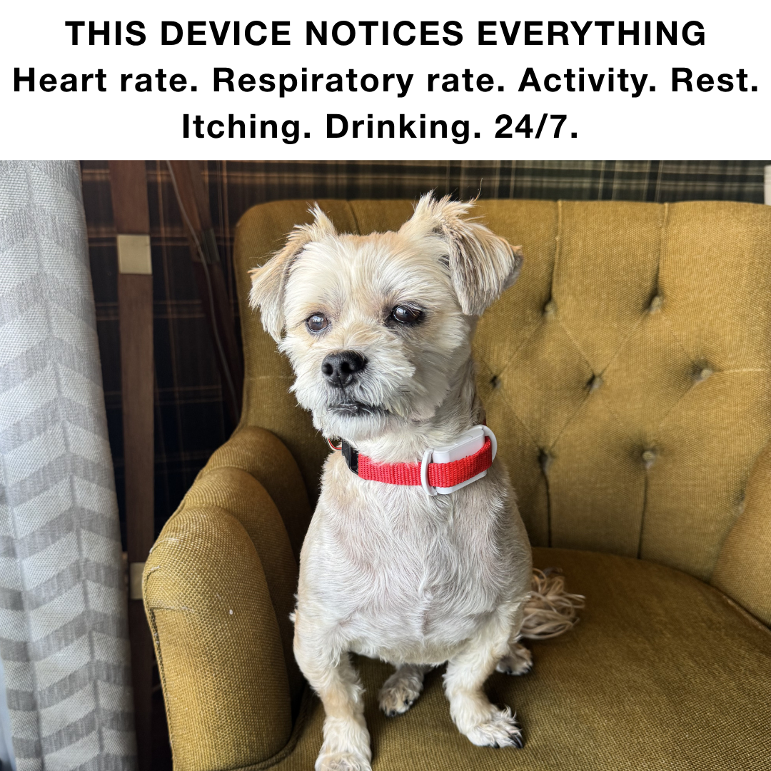 Maven Pet Facebook ad