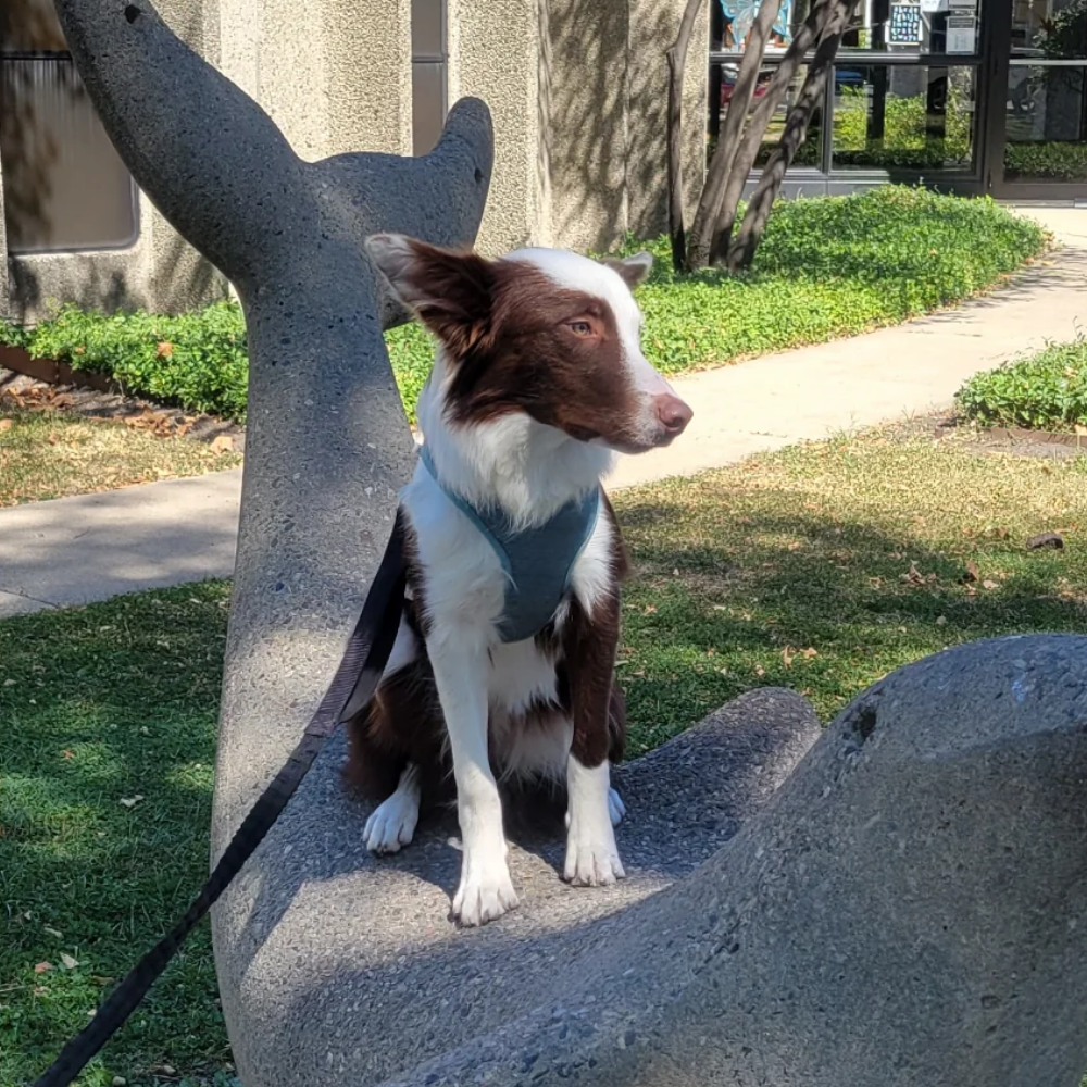 Sharon H. Facebook ad: Read if your dog stays silent until you open the door.