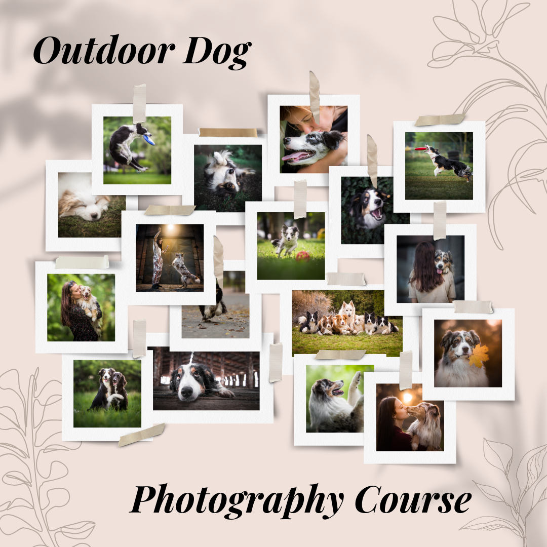 Expert Photography Facebook ad