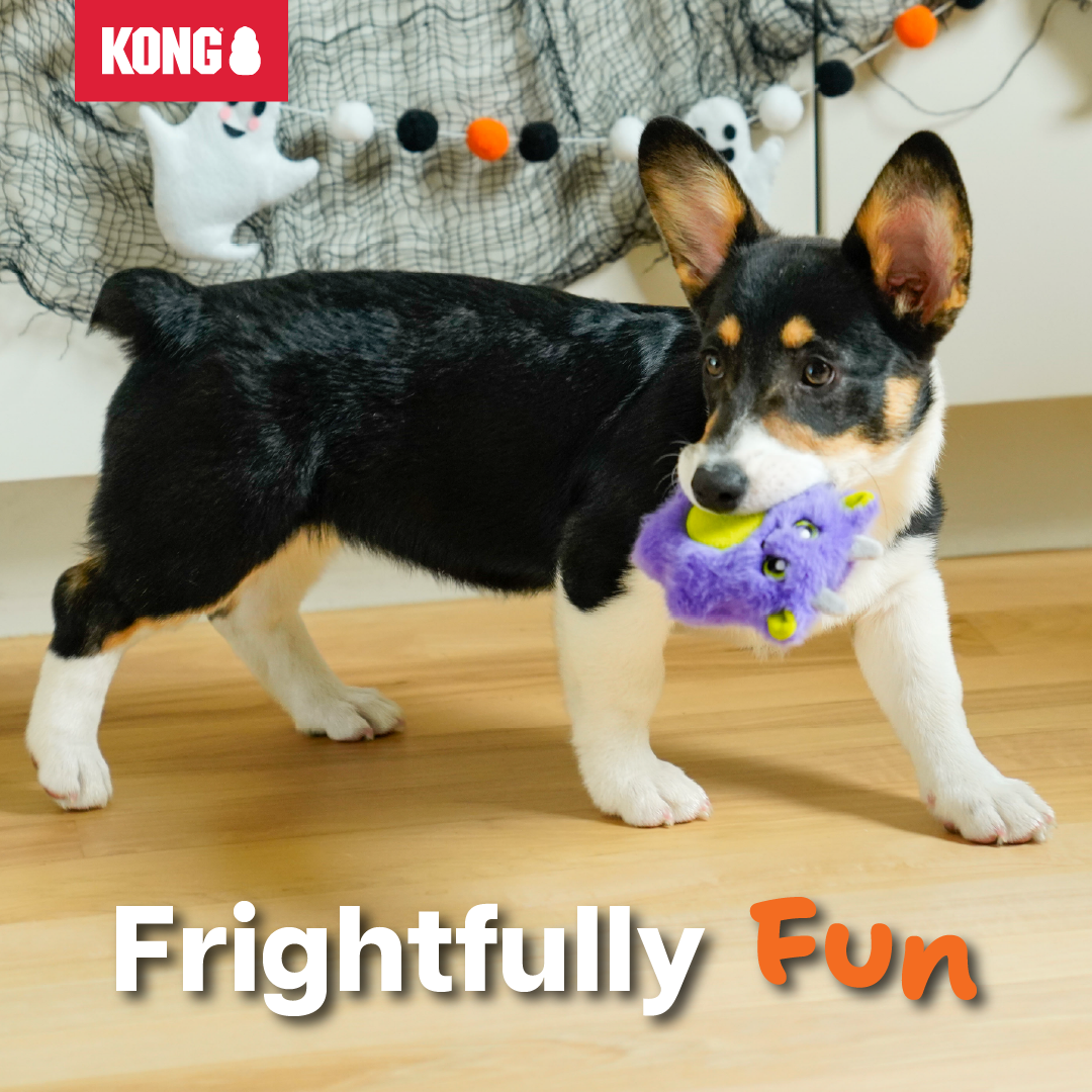 KONG Facebook ad: Seasonal Look. Same Cuddle.