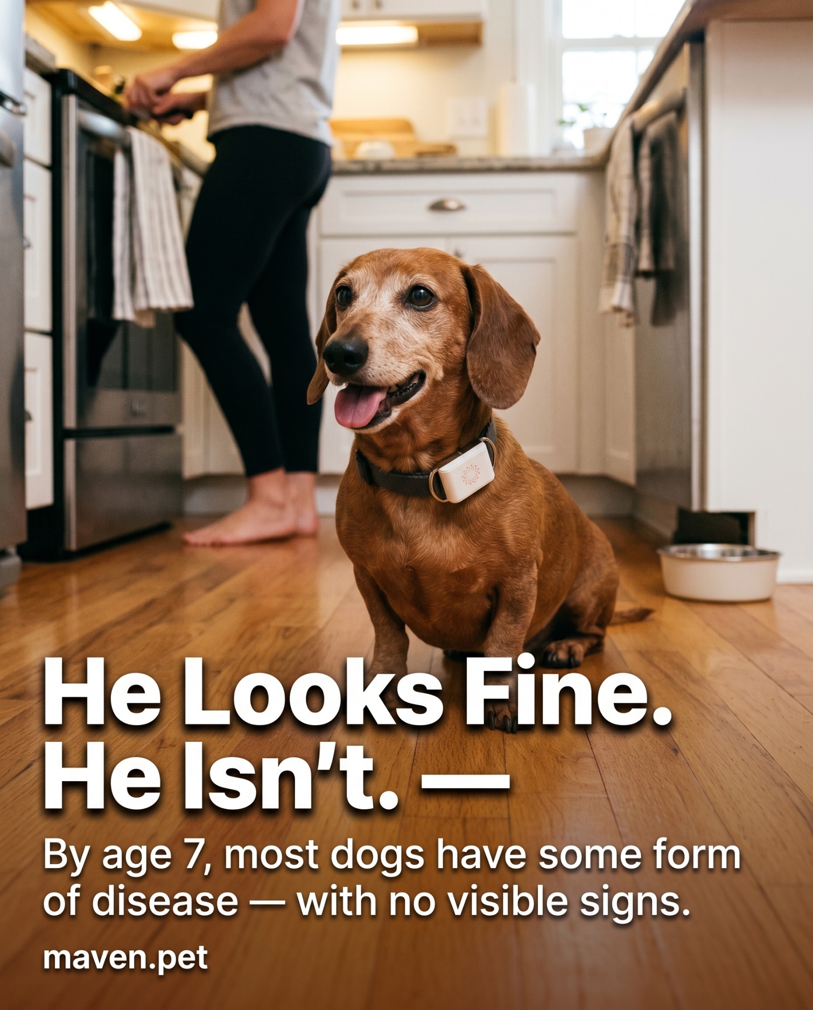 Maven Pet Facebook ad