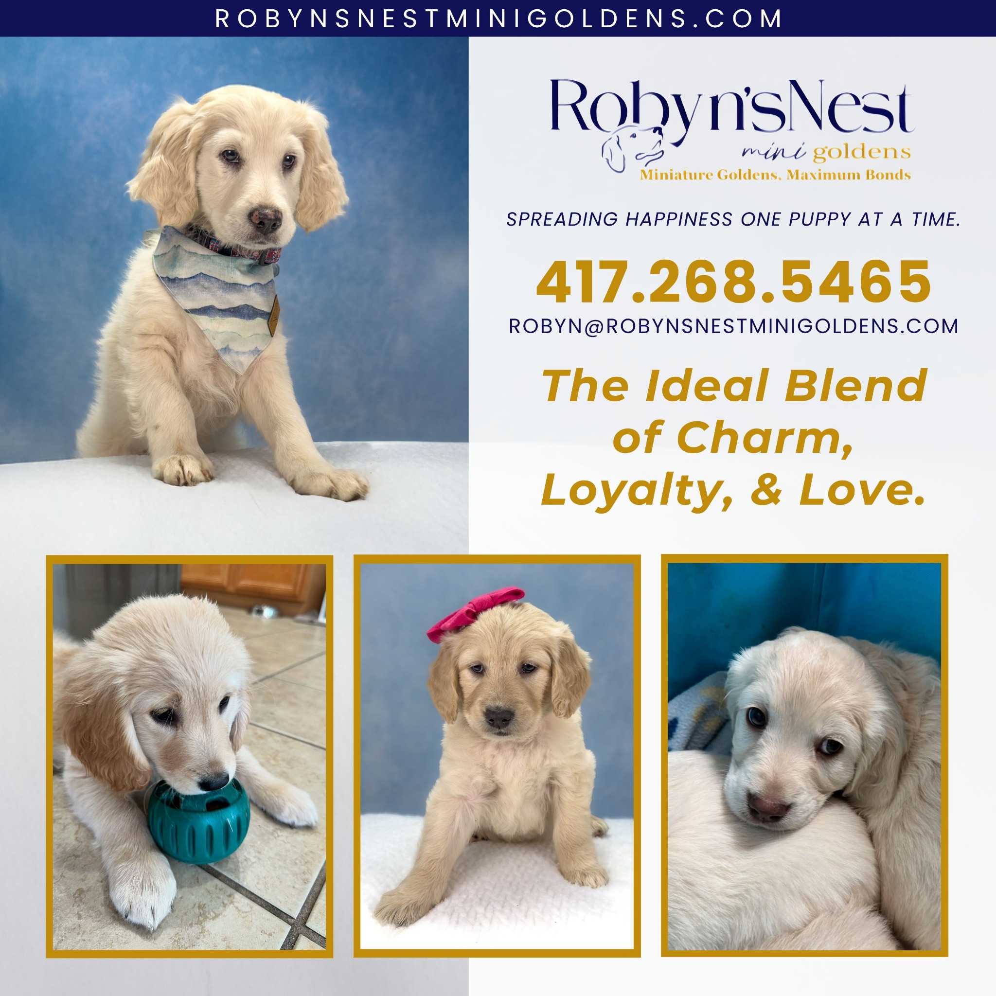 Robyn's Nest Mini Goldens Facebook ad: Mini Golden Retrievers - Puppies Available Now