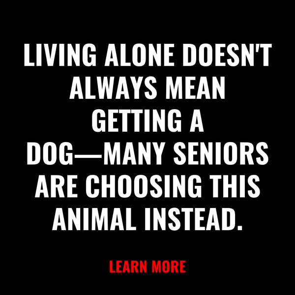 Cozy Space Facebook ad: Pets for Seniors Living Alone