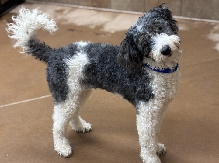 Brandywine Valley SPCA Facebook ad: New Year, New BFF!