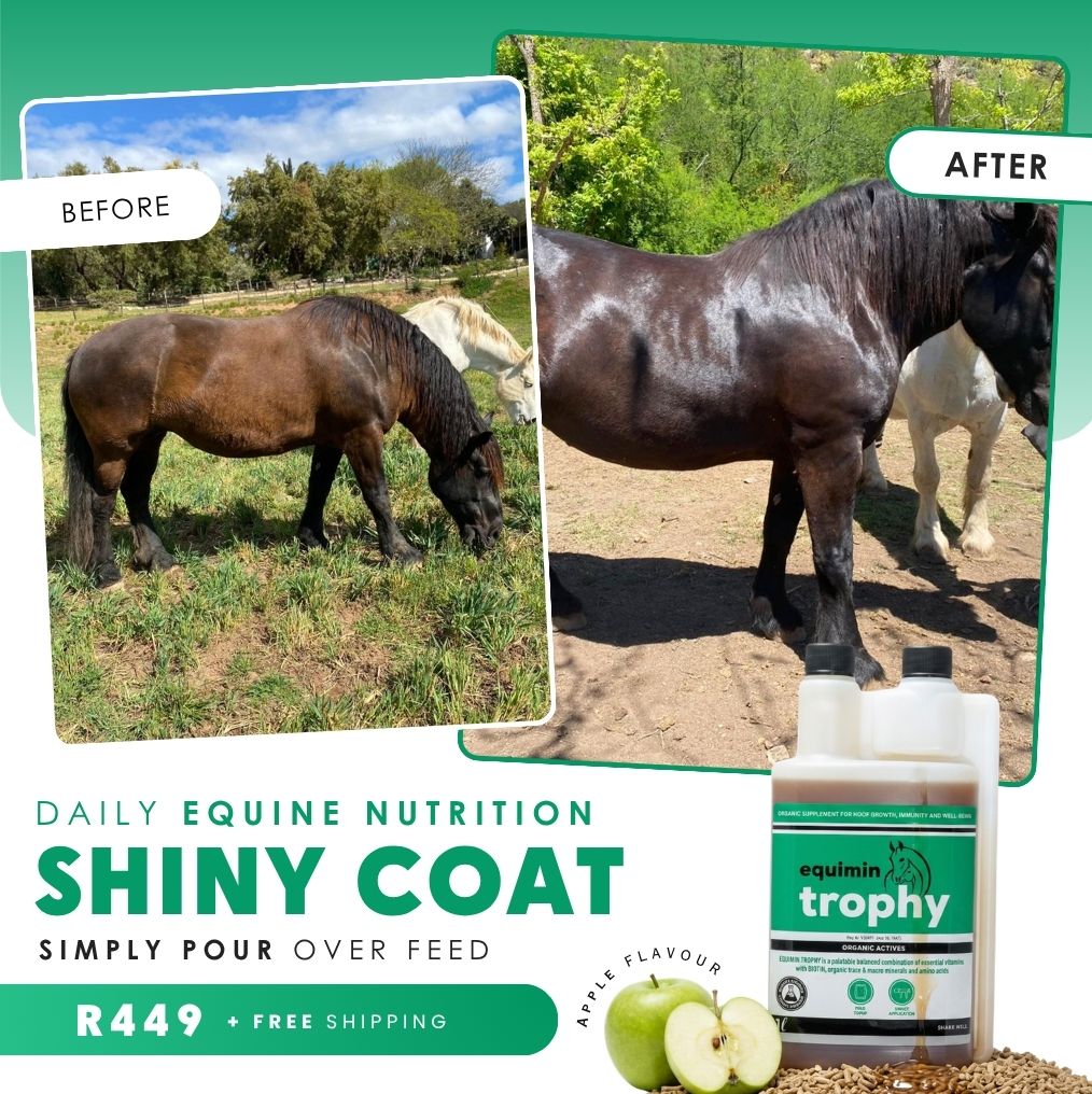 Camelus Facebook ad: Shiny Coat Support