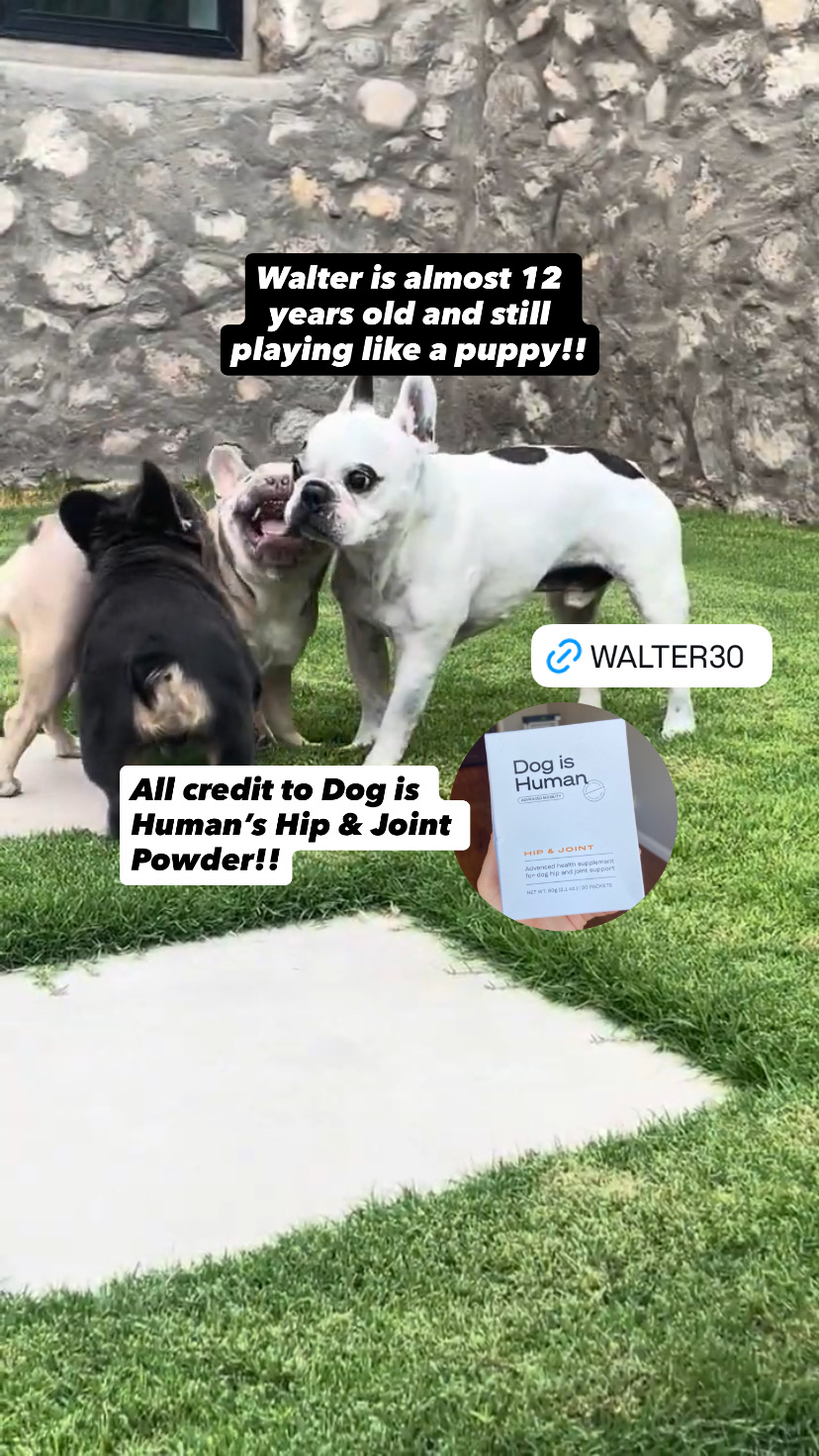 Dog is Human Facebook ad