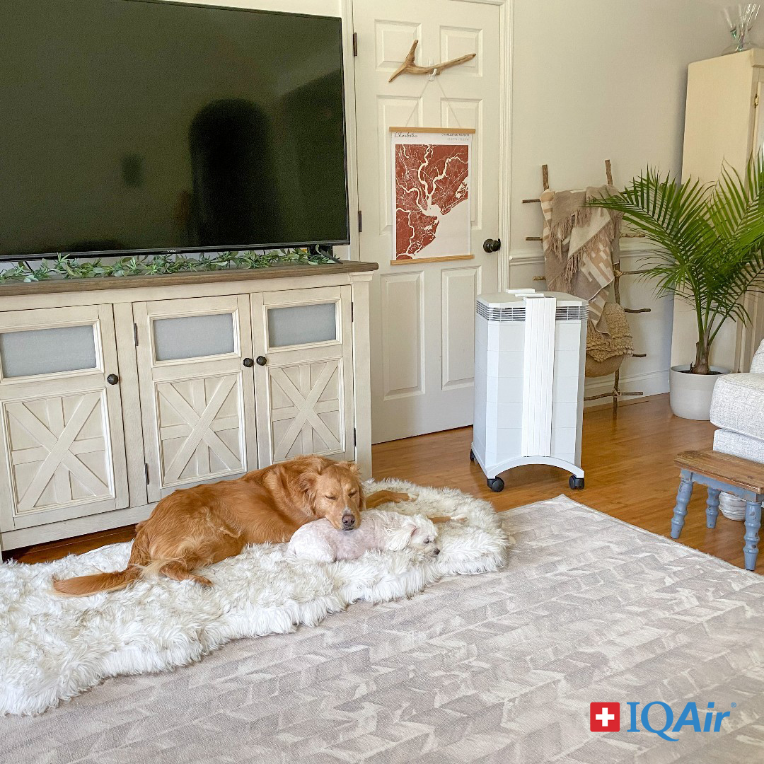 IQAir Thailand Facebook ad: แชร์พื้นที่แห่งความสุขในบ้านกับสัตว์เลี้ยงที่คุณรัก…