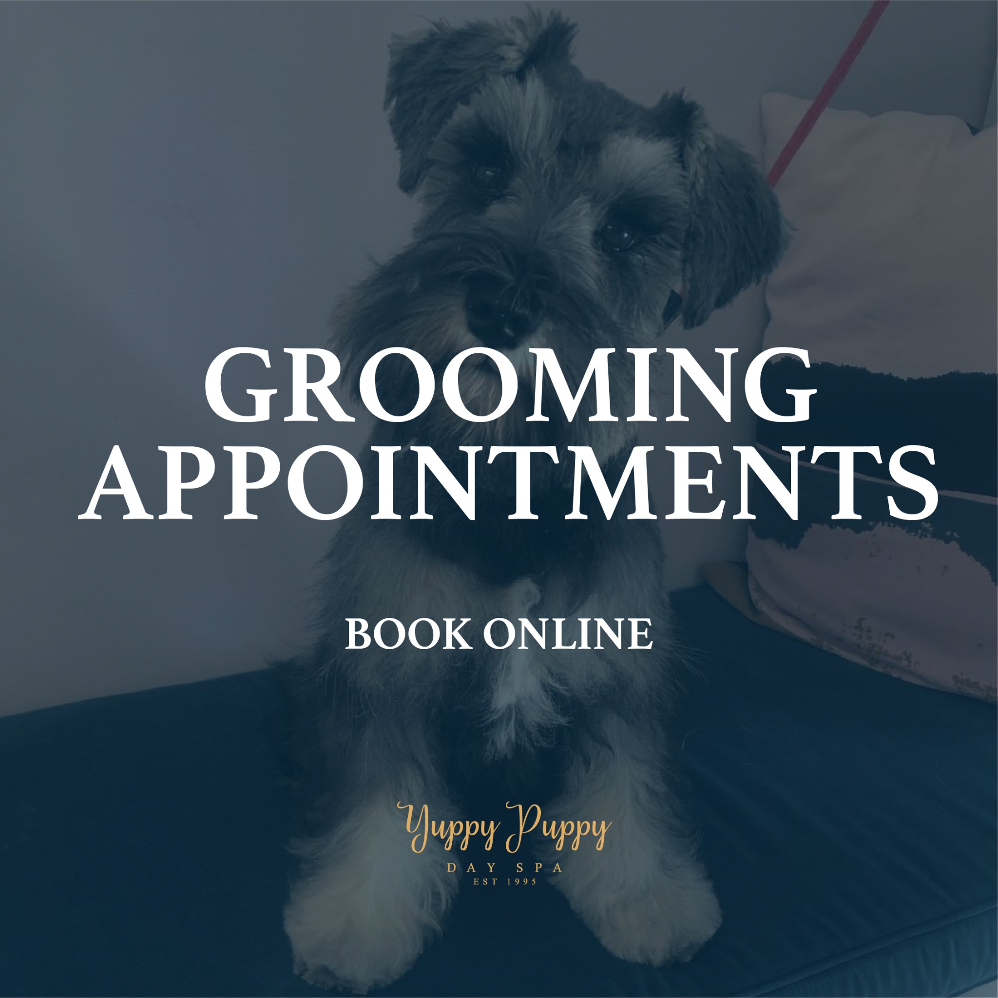 Yuppy Puppy Day Spa Facebook ad: Give Your Dog a Spa Day at Yuppy Puppy