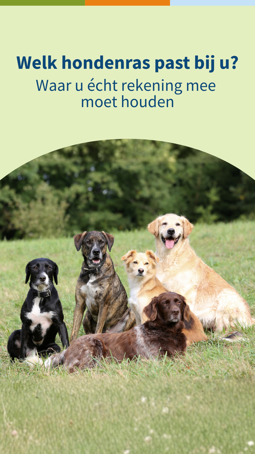 Medpets Facebook ad