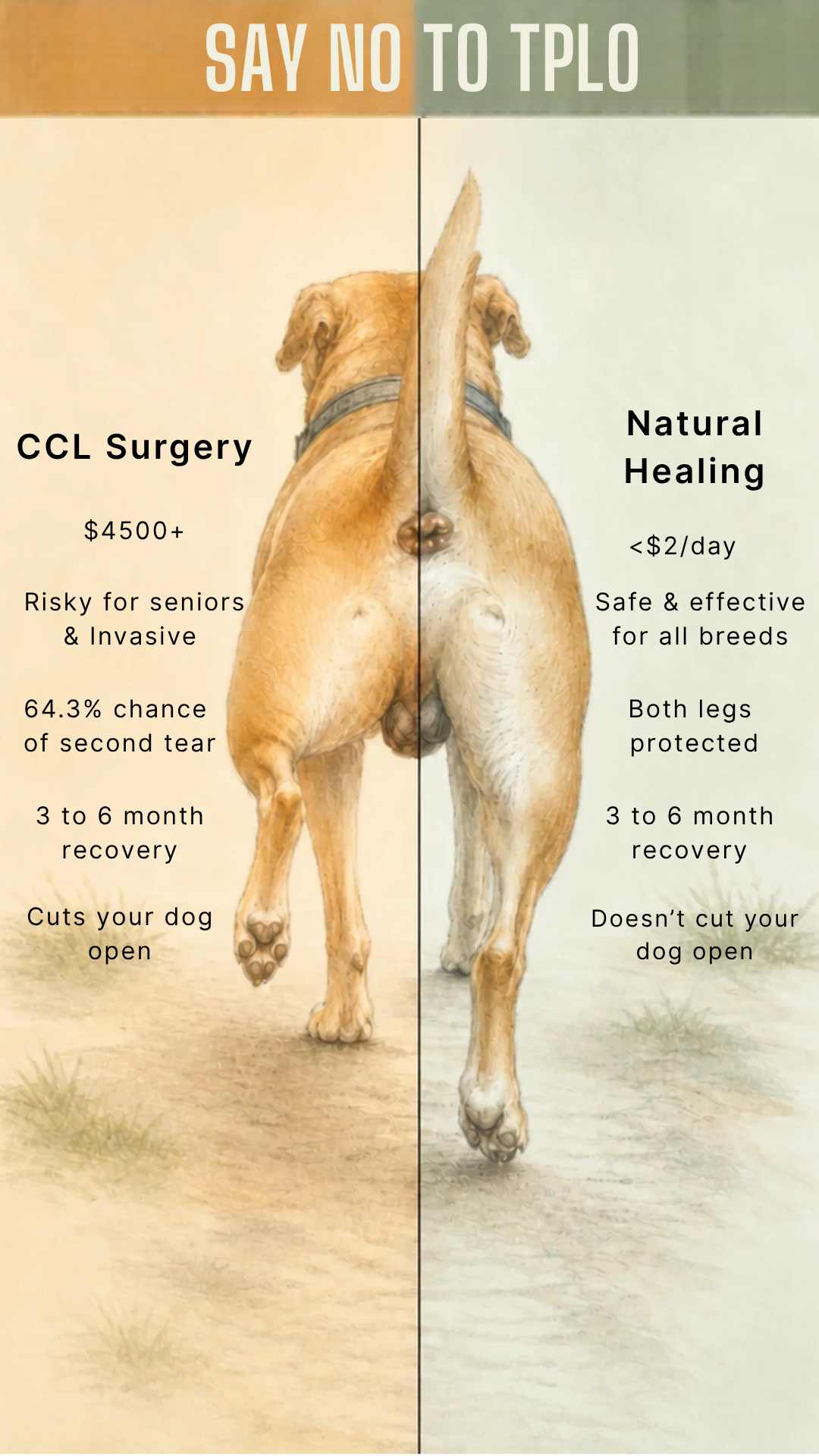 Nancy Vorderman Facebook ad: Your Dog's Knee Can Heal Without Surgery. Here's What's…