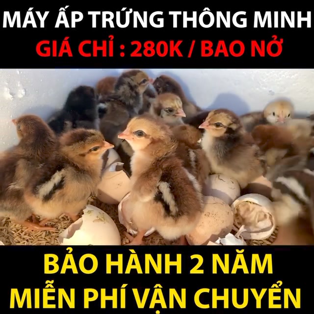 Máy Ấp Trứng Facebook ad: ẤP LÀ NỞ VỚI MÁY ẤP TRỨNG CHỈ…
