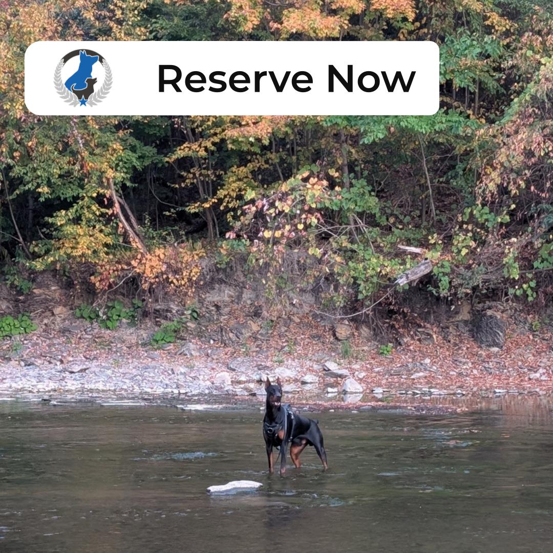 Dog Training Elite Greater Cleveland Facebook ad: Creek days and crisp walks are more fun…