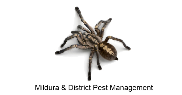 Mildura & District Pest Mgt Facebook ad: Spider Removals