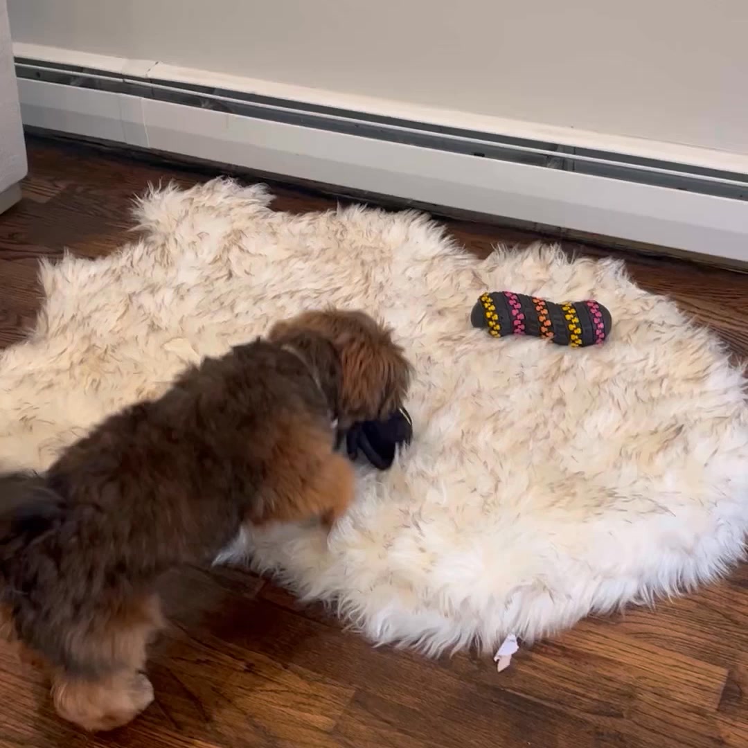 Paw.com Facebook ad from Jun 4, 2026