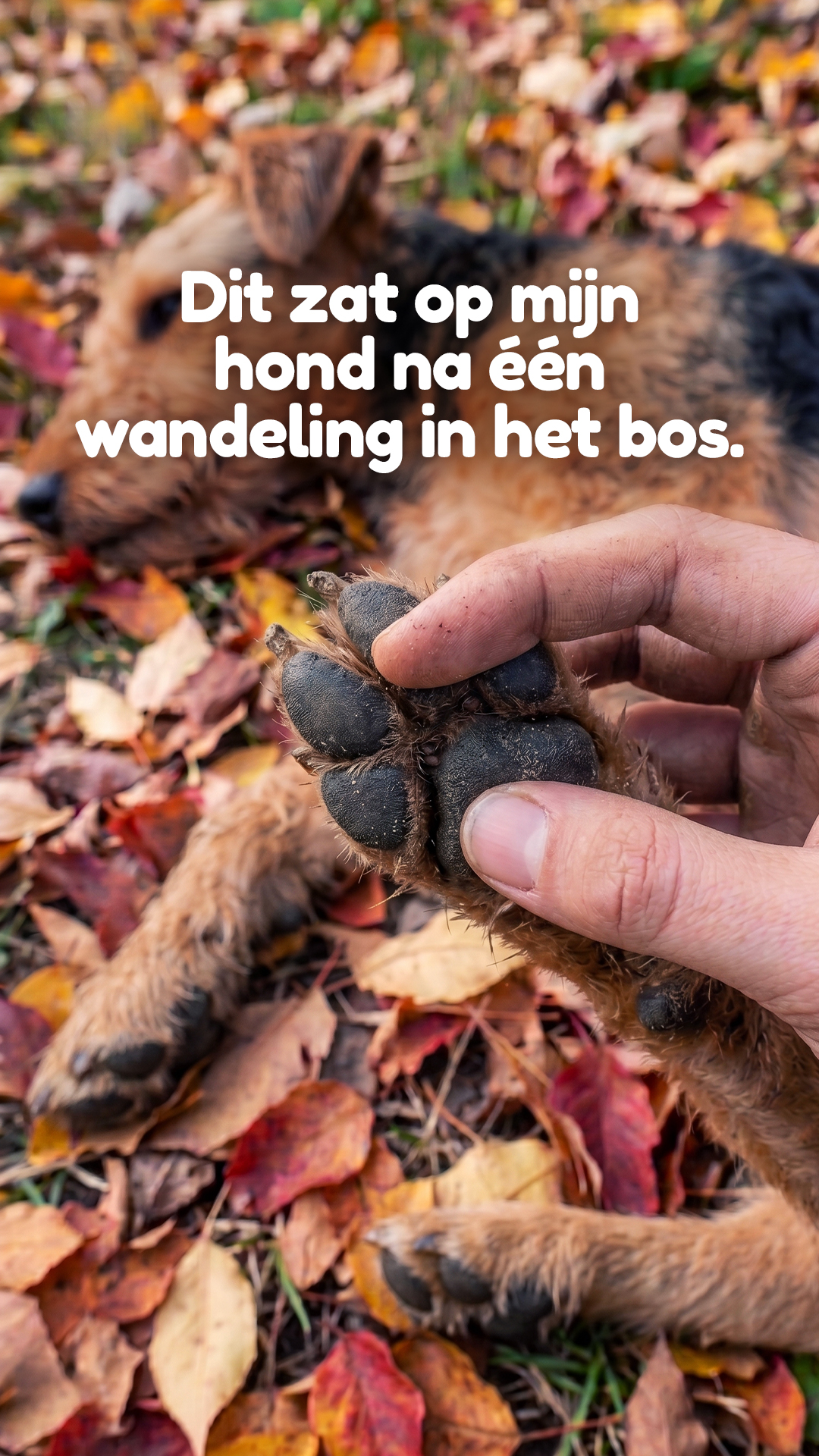 TraumaPet Facebook ad